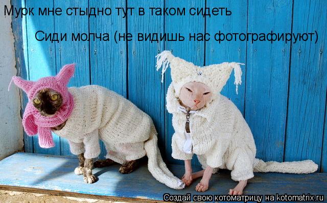 Котоматрица: Мурк мне стыдно тут в таком сидеть  Сиди молча (не видишь нас фотографируют)