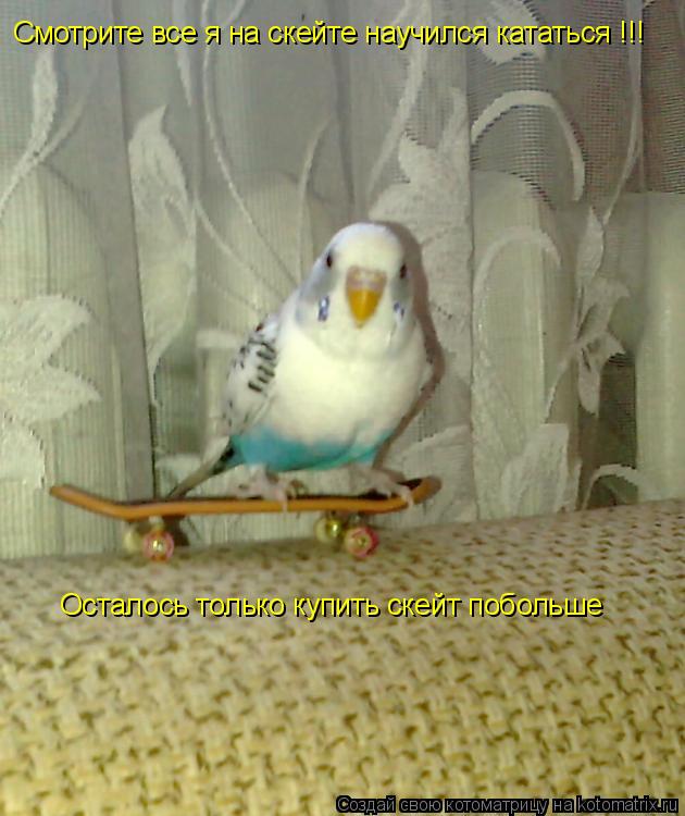 Котоматрица: Смотрите все я на скейте научился кататься !!! Осталось только купить скейт побольше