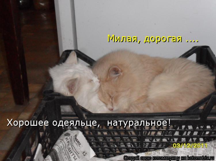 Котоматрица: Милая, дорогая .... Хорошее одеяльце,  натуральное!
