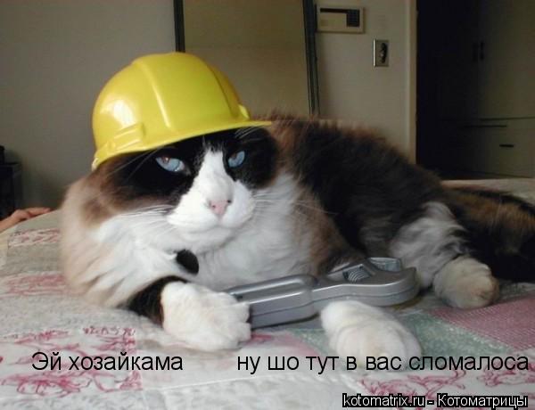 Котоматрица: Эй хозайкама        ну шо тут в вас сломалоса