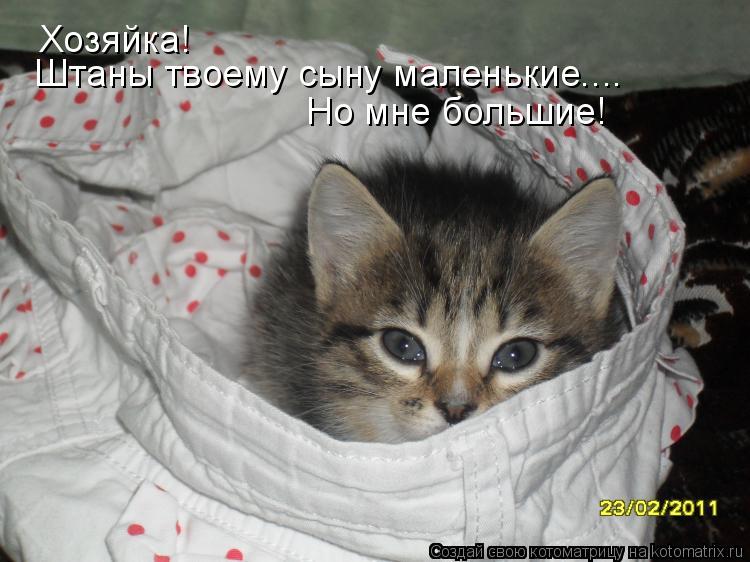 Котоматрица: Хозяйка! Штаны твоему сыну маленькие.... Но мне большие!
