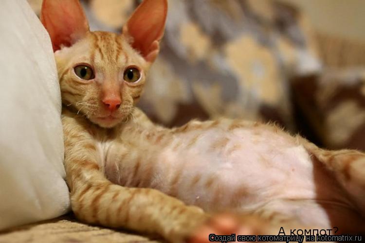 Котоматрица: А компот?