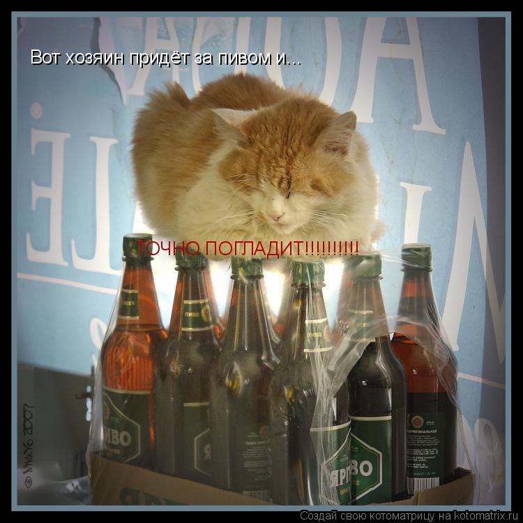 Котоматрица: Вот хозяин придёт за пивом и... ТОЧНО ПОГЛАДИТ!!!!!!!!!!