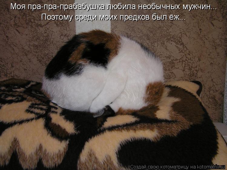 Котоматрица: Моя пра-пра-прабабушка любила необычных мужчин... Поэтому среди моих предков был ёж...