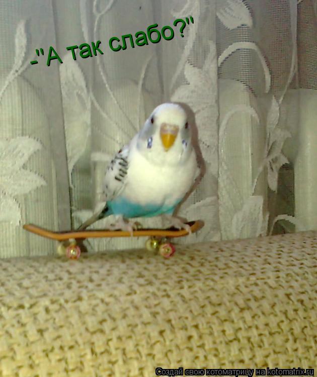 Котоматрица: -"А так слабо?"