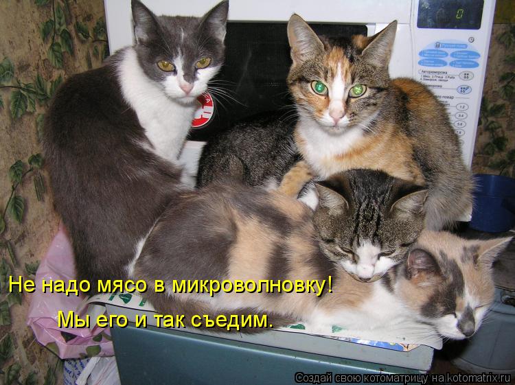 Не надо мясо в микроволновку! Мы его и так съедим.... Котоматрица: Не надо мясо в микроволновку! Мы его и так съедим.