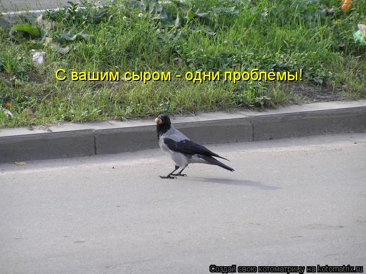 Котоматрица: С вашим сыром - одни проблемы!
