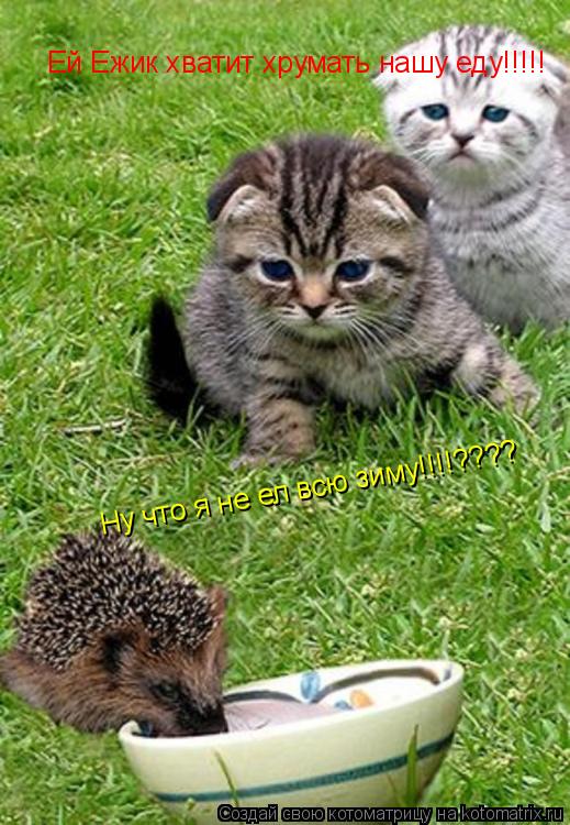 Котоматрица: Ей Ежик хватит хрумать нашу еду!!!!! Ну что я не ел всю зиму!!!!????
