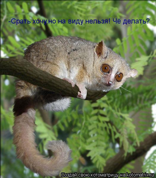 Котоматрица: -Срать хочу,но на виду нельзя! Чё делать?
