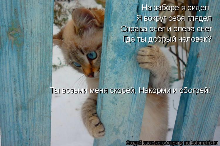 Котоматрица: На заборе я сидел Я вокруг себя глядел Справа снег и слева снег Где ты добрый человек? Ты возьми меня скорей, Накорми и обогрей!