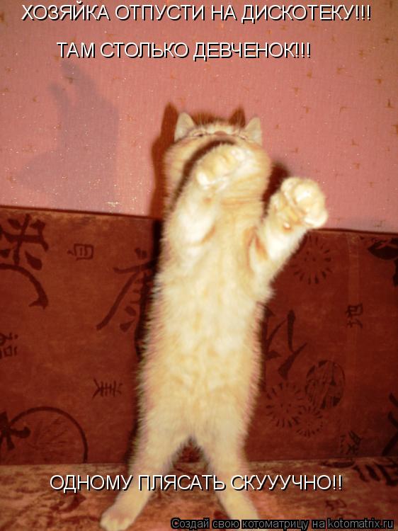 Котоматрица: ХОЗЯЙКА ОТПУСТИ НА ДИСКОТЕКУ!!! ТАМ СТОЛЬКО ДЕВЧЕНОК!!! ОДНОМУ ПЛЯСАТЬ СКУУУЧНО!!