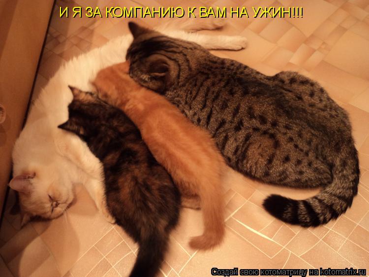 Котоматрица: И Я ЗА КОМПАНИЮ К ВАМ НА УЖИН!!!
