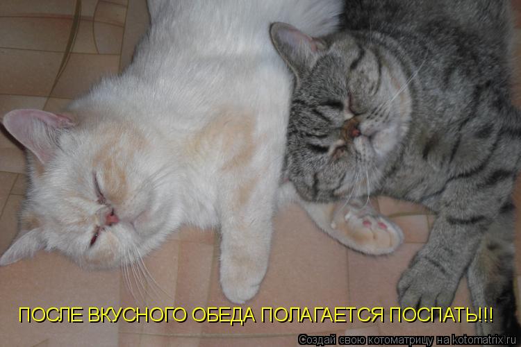Котоматрица: ПОСЛЕ ВКУСНОГО ОБЕДА ПОЛАГАЕТСЯ ПОСПАТЬ!!!