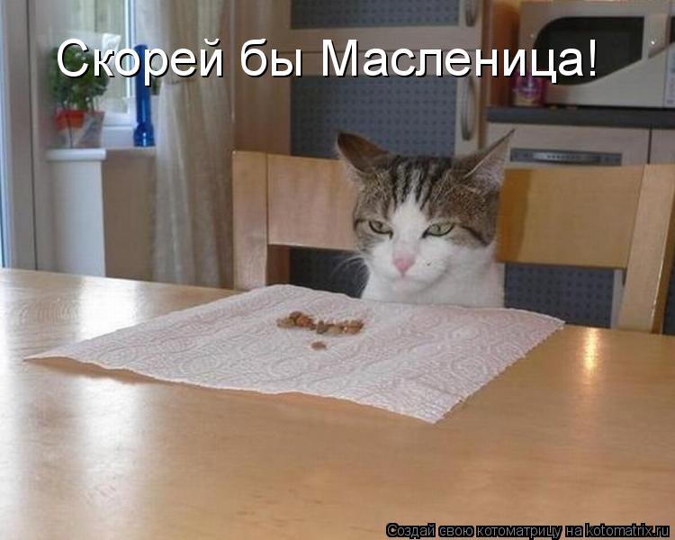 Скорей бы Масленица!... Котоматрица: Скорей бы Масленица!