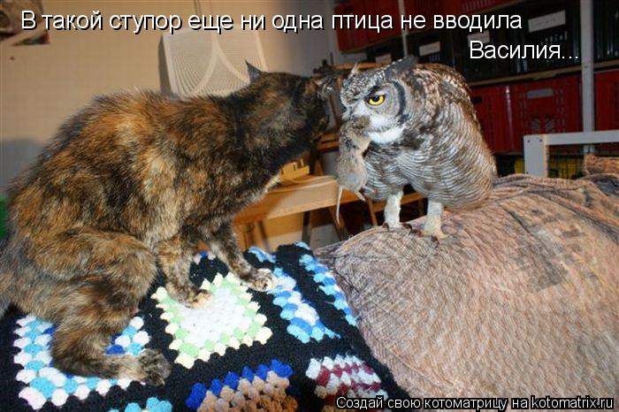 Котоматрица: В такой ступор еще ни одна птица не вводила  Василия...