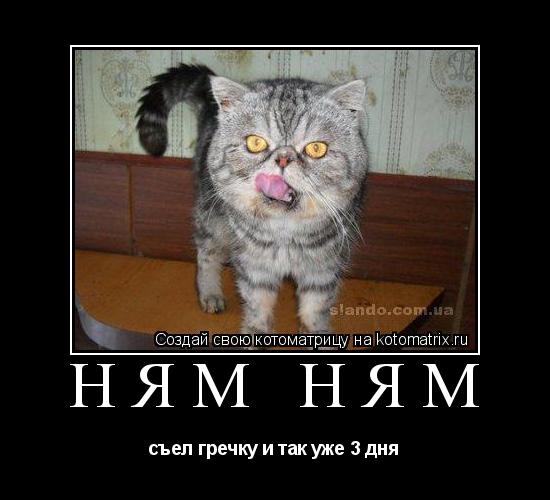 Котоматрица: ням ням съел гречку и так уже 3 дня