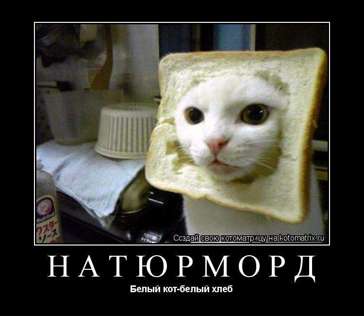 Котоматрица: натюрМОРД Белый кот-белый хлеб