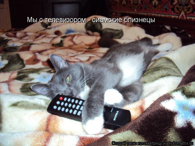 Мы с телевизором - сиамские близнецы... Котоматрица: Мы с телевизором - сиамские близнецы