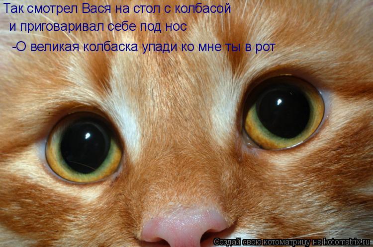 Так смотрел Вася на стол с колбасой и приговаривал себе под нос -О великая колбаска упади ко мне ты в... Котоматрица: Так смотрел Вася на стол с колбасой и приговаривал себе под нос -О великая колбаска упади ко мне ты в рот