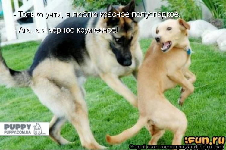 - Только учти, я люблю красное полусладкое. - Ага, а я чёрное кружевное!... Котоматрица: - Только учти, я люблю красное полусладкое. - Ага, а я чёрное кружевное!