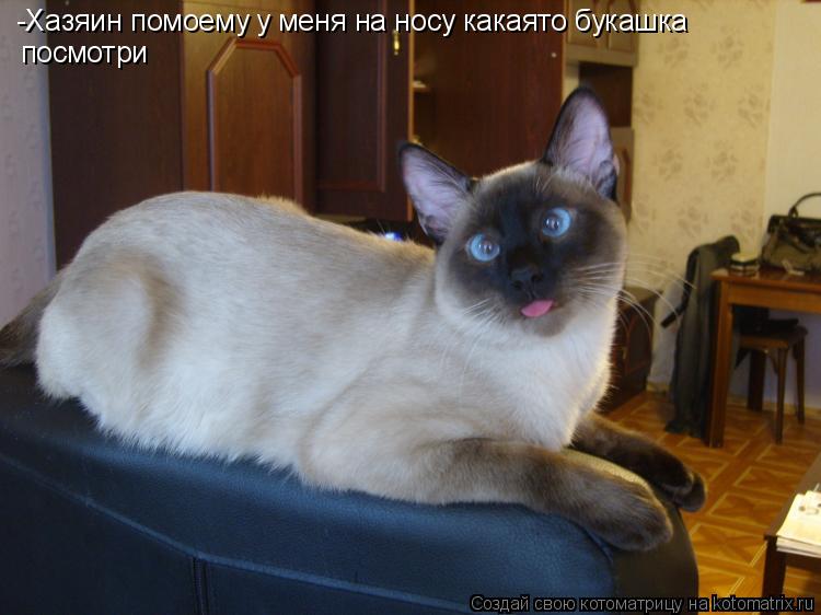 -Хазяин помоему у меня на носу какаято букашка посмотри... Котоматрица: -Хазяин помоему у меня на носу какаято букашка посмотри