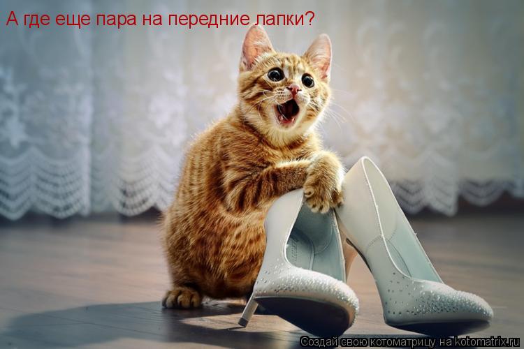 А где еще пара на передние лапки?... Котоматрица: А где еще пара на передние лапки?