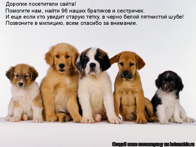 Дорогие посетители сайта! Помогите нам, найти 96 наших братиков и сестричек. И еще если кто увидит ст... Котоматрица: Дорогие посетители сайта! Помогите нам, найти 96 наших братиков и сестричек. И еще если кто увидит старую тетку, в черно белой пятнистой шубе!