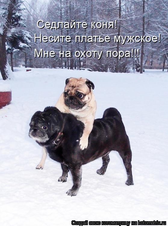 Седлайте коня! Несите платье мужское! Мне на охоту пора!!!... Котоматрица: Седлайте коня! Несите платье мужское! Мне на охоту пора!!!