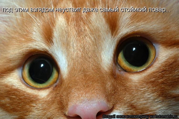 под этим взгядом неустаит даже самый стойикий повар...... Котоматрица: под этим взгядом неустаит даже самый стойикий повар...