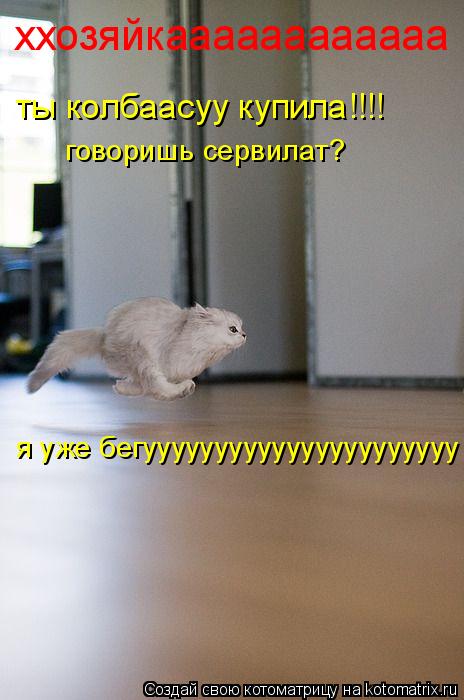 ххозяйкаааааааааааа ты колбаасуу купила!!!! говоришь сервилат? я уже бегуууууууууууууууууууууу... Котоматрица: ххозяйкаааааааааааа ты колбаасуу купила!!!! говоришь сервилат? я уже бегуууууууууууууууууууууу