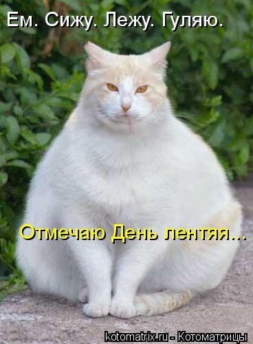 Котоматрица: Ем. Сижу. Лежу. Гуляю.  Отмечаю День лентяя...