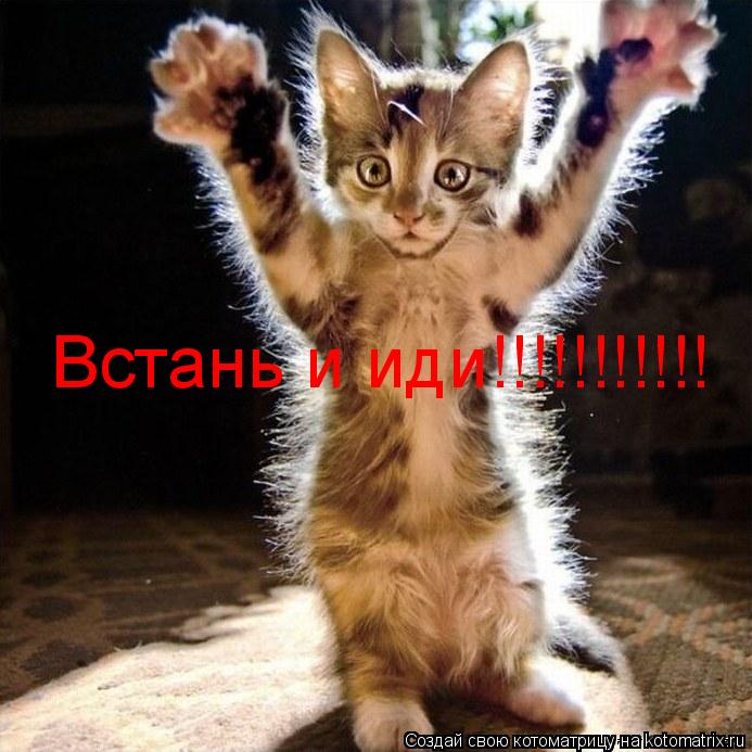 Встань и иди!!!!!!!!!!!... Котоматрица: Встань и иди!!!!!!!!!!!