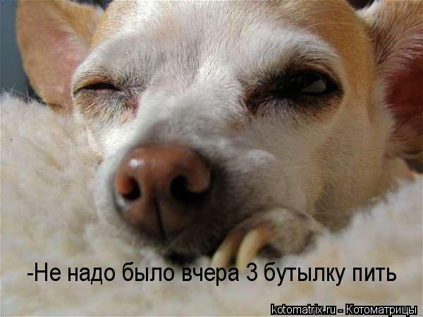 -Не надо было вчера 3 бутылку пить... Котоматрица: -Не надо было вчера 3 бутылку пить