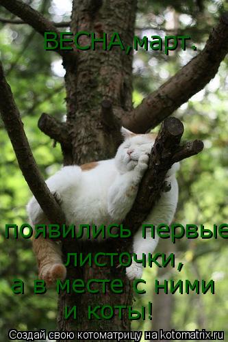 появились первые а в месте с ними ВЕСНА,март. листочки, и коты!... Котоматрица: появились первые а в месте с ними ВЕСНА,март. листочки, и коты!
