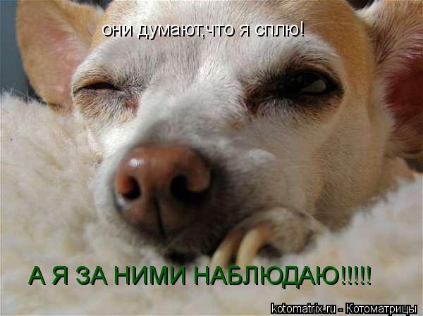 Котоматрица: они думают,что я сплю! А Я ЗА НИМИ НАБЛЮДАЮ!!!!!