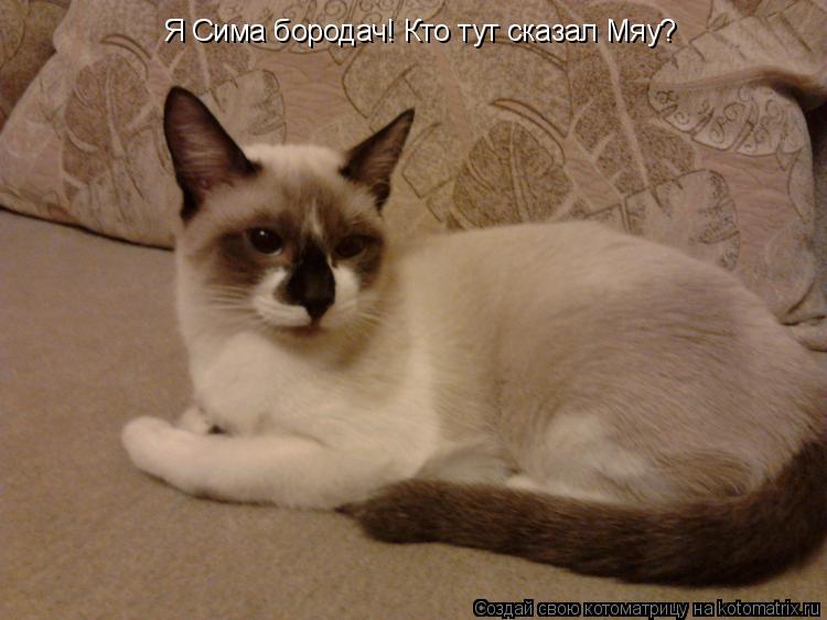Котоматрица: Я Сима бородач! Кто тут сказал Мяу?