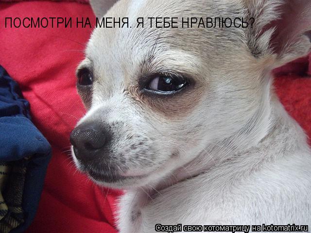 Котоматрица: ПОСМОТРИ НА МЕНЯ. Я ТЕБЕ НРАВЛЮСЬ?