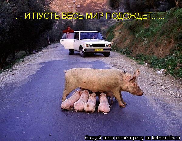 Котоматрица: ... И ПУСТЬ ВЕСЬ МИР ПОДОЖДЕТ......