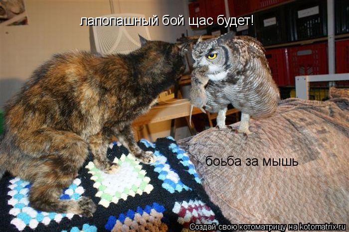 Котоматрица: лапопашный бой щас будет! боьба за мышь