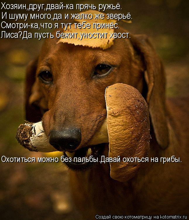 Хозяин,друг,двай-ка прячь ружьё. И шуму много,да и жалко же зверьё. Смотри-ка,что я тут тебе принёс. ... Котоматрица: Хозяин,друг,двай-ка прячь ружьё. И шуму много,да и жалко же зверьё. Смотри-ка,что я тут тебе принёс. Лиса?Да пусть бежит,уностит хвост. Охотить