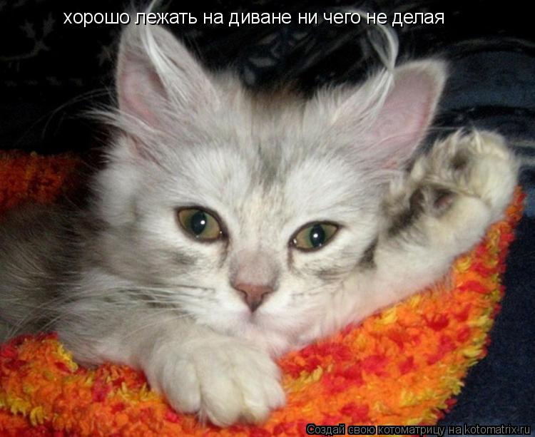 Котоматрица: хорошо лежать на диване ни чего не делая