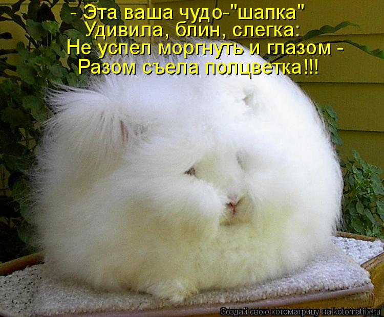 Котоматрица: - Эта ваша чудо-"шапка" Удивила, блин, слегка: Не успел моргнуть и глазом -  Разом съела полцветка!!!