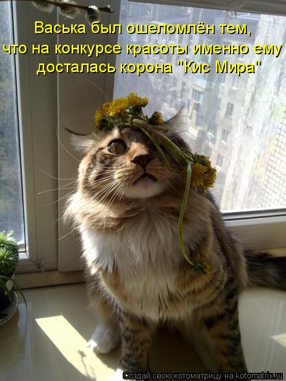 досталась корона "Кис Мира" что на конкурсе красоты именно ему Васька был ошеломлён тем,... Котоматрица: досталась корона "Кис Мира" что на конкурсе красоты именно ему Васька был ошеломлён тем,