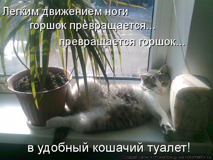Котоматрица: Легким движением ноги горшок превращается...  превращается горшок... в удобный кошачий туалет!