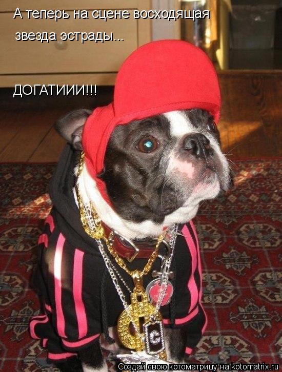 Котоматрица: А теперь на сцене восходящая ДОГАТИИИ!!! звезда эстрады...