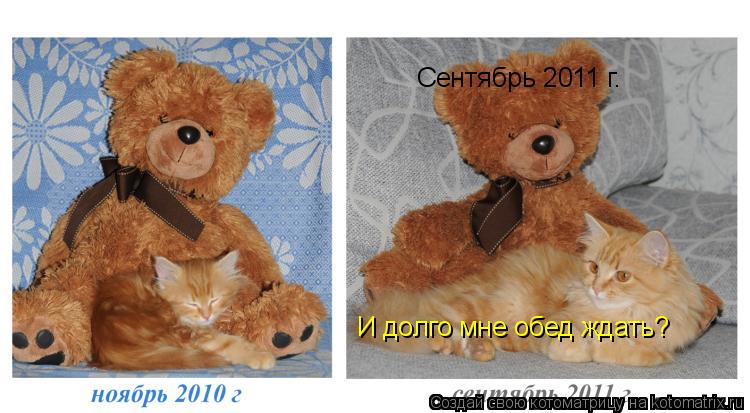 Котоматрица: И долго мне обед ждать? Сентябрь 2011 г.