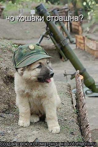 Котоматрица: чо кошаки страшна?