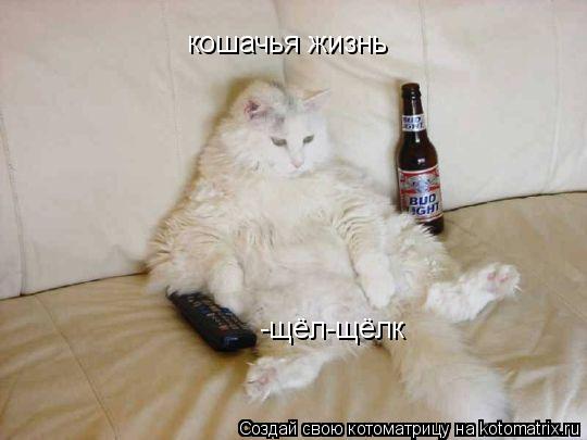 Котоматрица: -щёл-щёлк кошачья жизнь