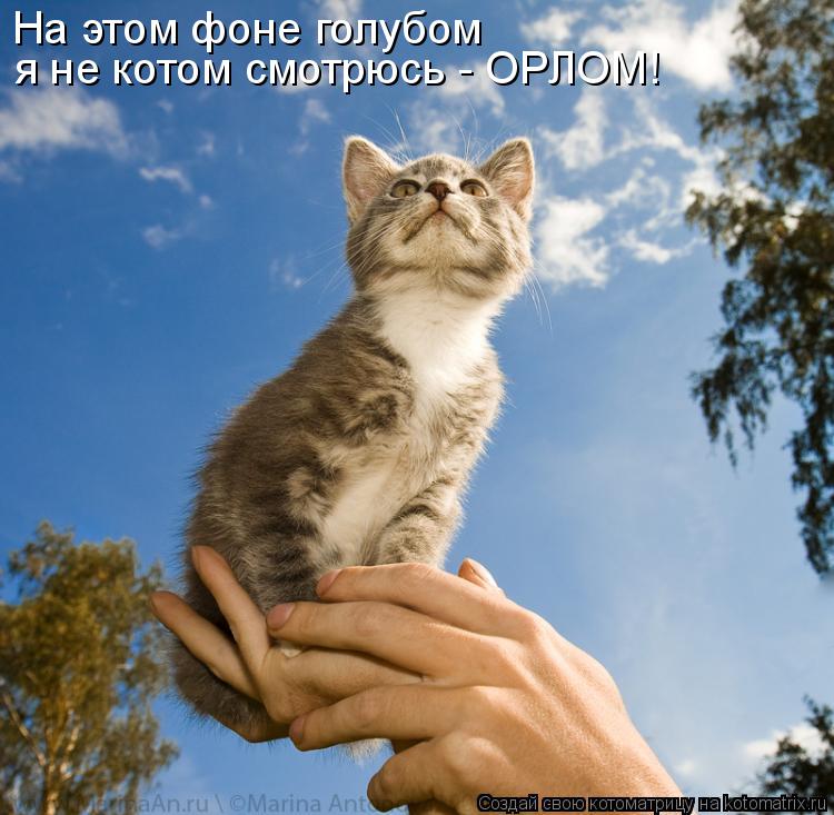 На этом фоне голубом я не котом смотрюсь - ОРЛОМ!... Котоматрица: На этом фоне голубом я не котом смотрюсь - ОРЛОМ!