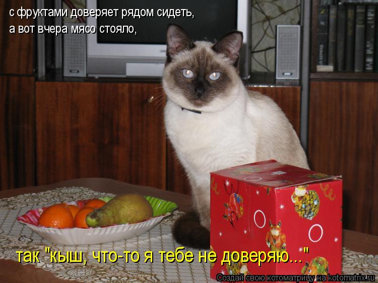 Котоматрица: с фруктами доверяет рядом сидеть,  а вот вчера мясо стояло,  так "кыш, что-то я тебе не доверяю..."